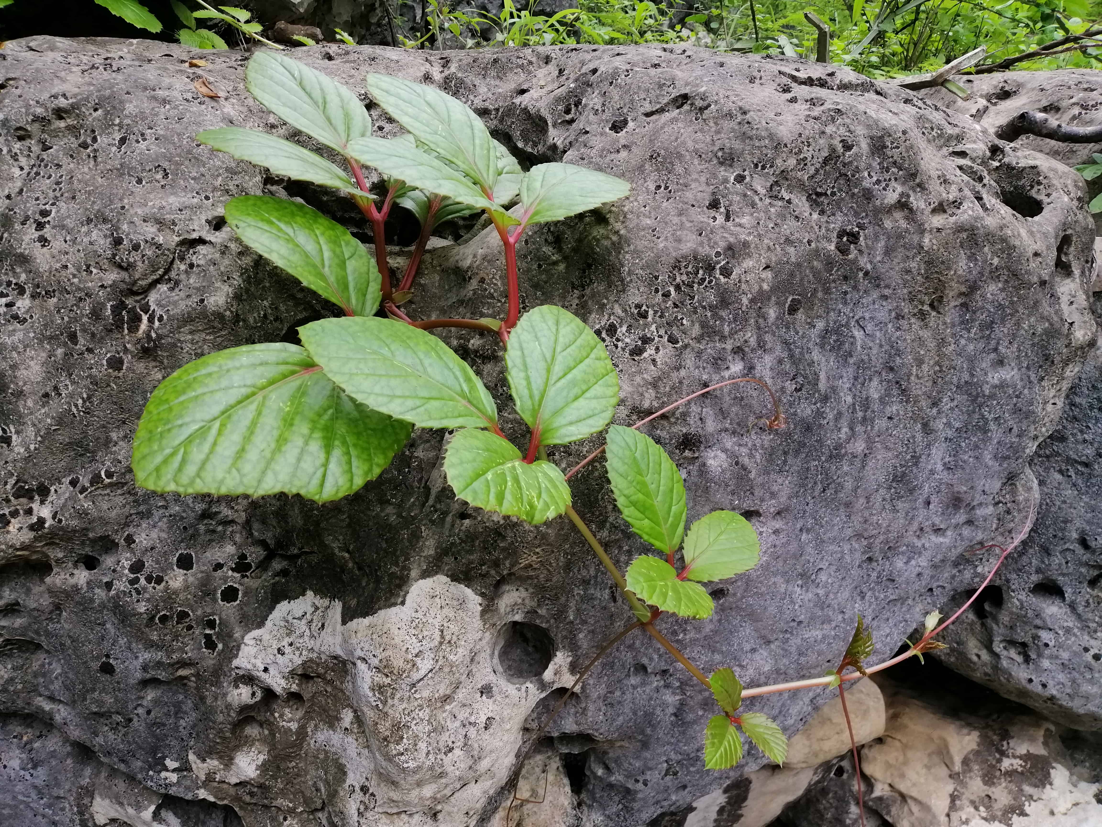 Plant Image